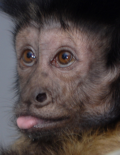 Teasing monkey