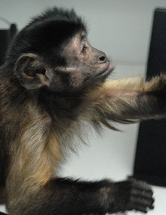 Helpful monkey