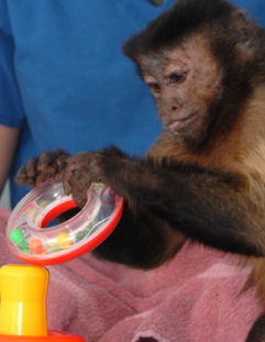 A monkey with a toy